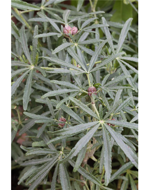 Choisya ternata 'White Dazzler'