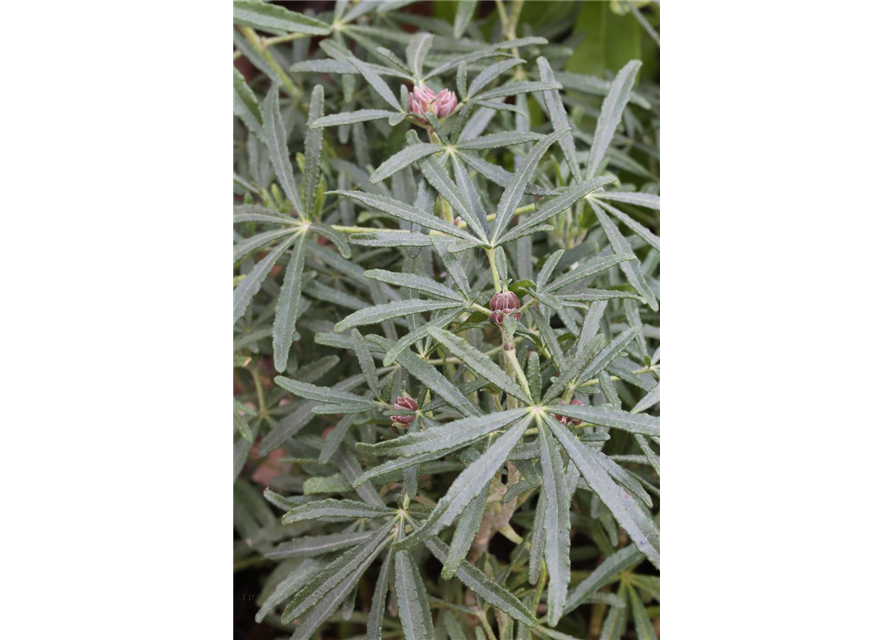 Choisya ternata 'White Dazzler'