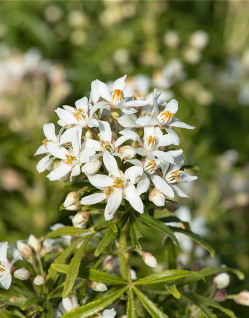 Choisya ternata 'White Dazzler'