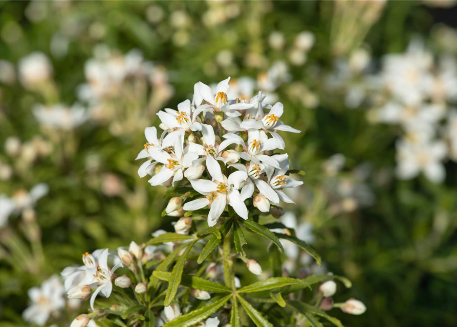 Choisya ternata 'White Dazzler'