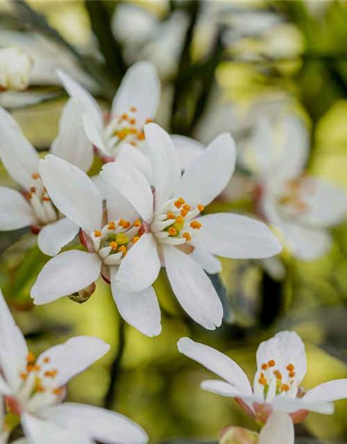 Choisya ternata 'White Dazzler'