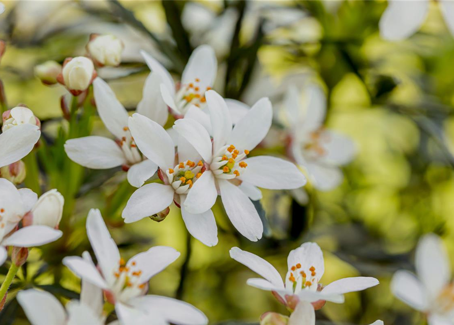 Choisya ternata 'White Dazzler'