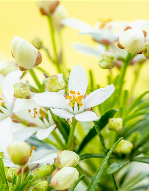 Choisya ternata 'White Dazzler'