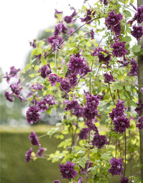 Clematis viticella 'Purpurea Plena Elegans'