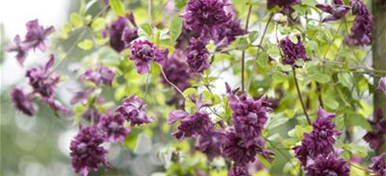 Clematis viticella 'Purpurea Plena Elegans'