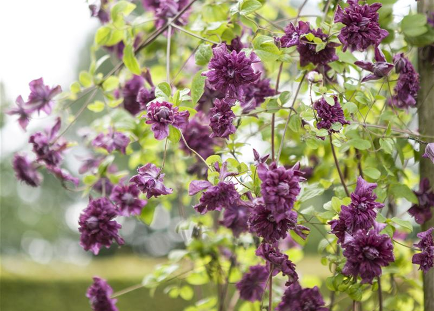 Clematis viticella 'Purpurea Plena Elegans'