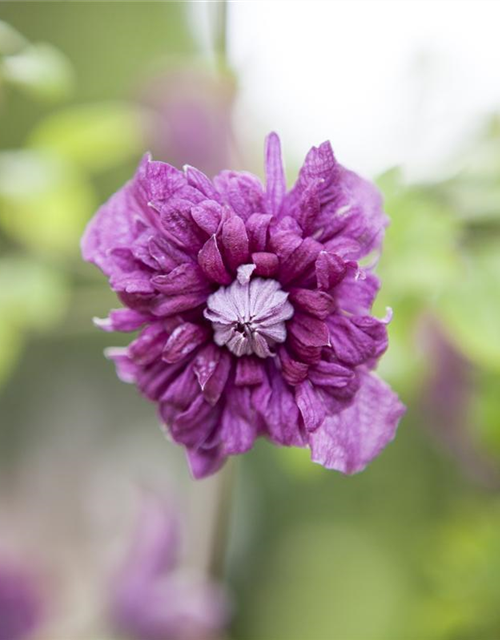 Clematis viticella 'Purpurea Plena Elegans'