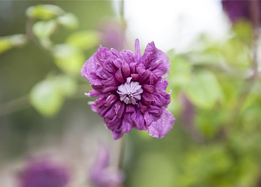 Clematis viticella 'Purpurea Plena Elegans'