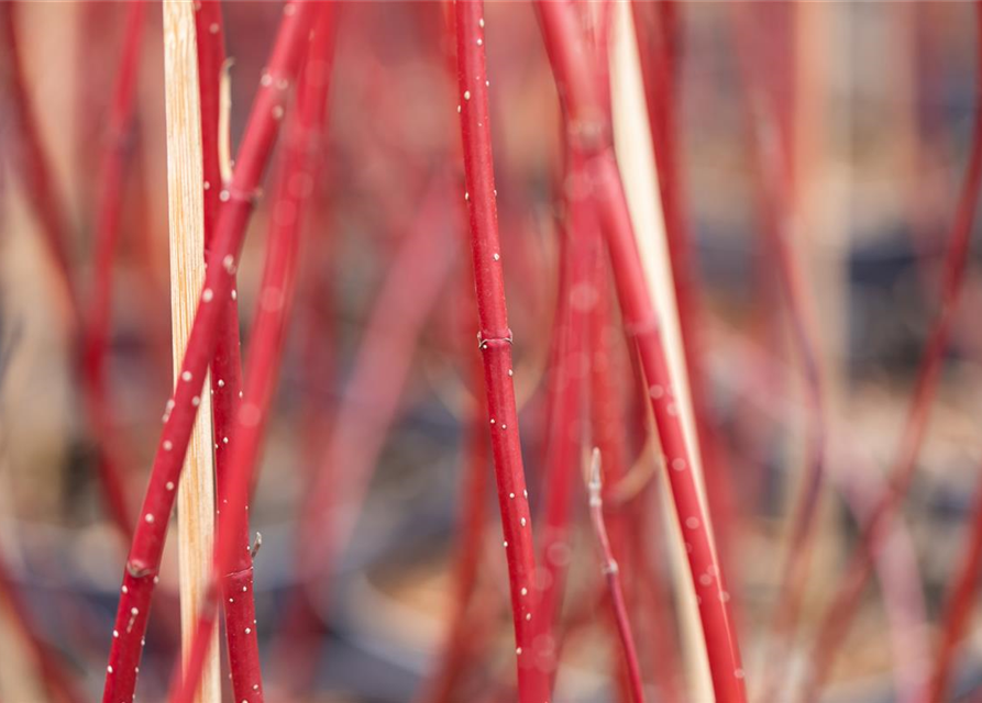 Cornus alba 'Miracle' ®