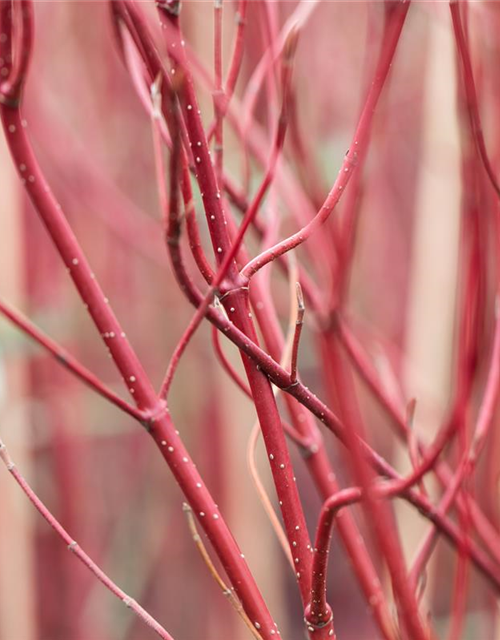 Cornus alba 'Miracle' ®