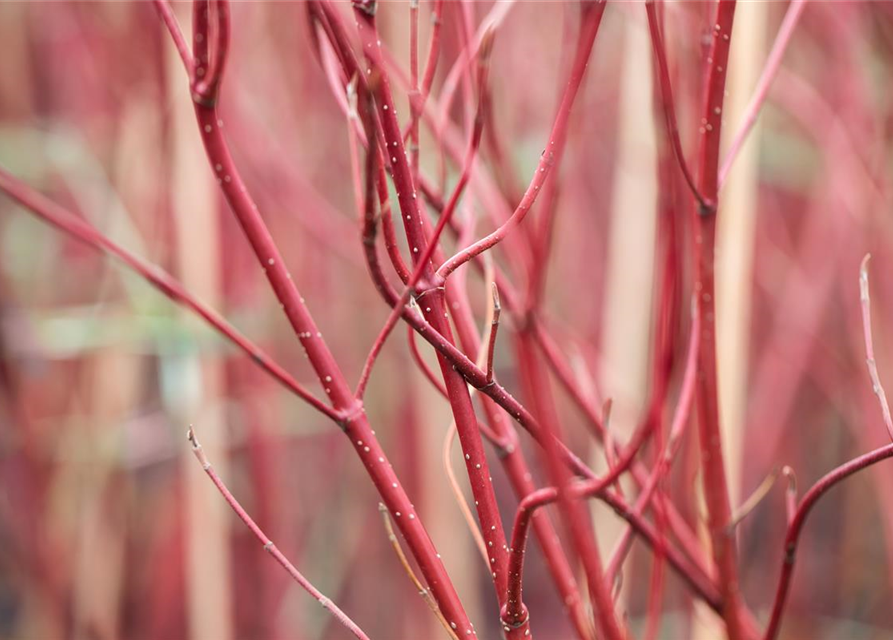 Cornus alba 'Miracle' ®