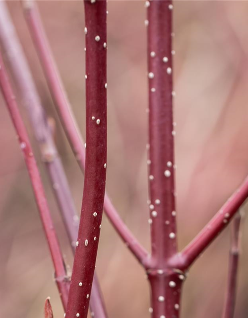 Cornus alba 'Miracle' ®