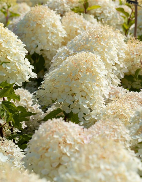 Hydrangea paniculata 'Phantom'