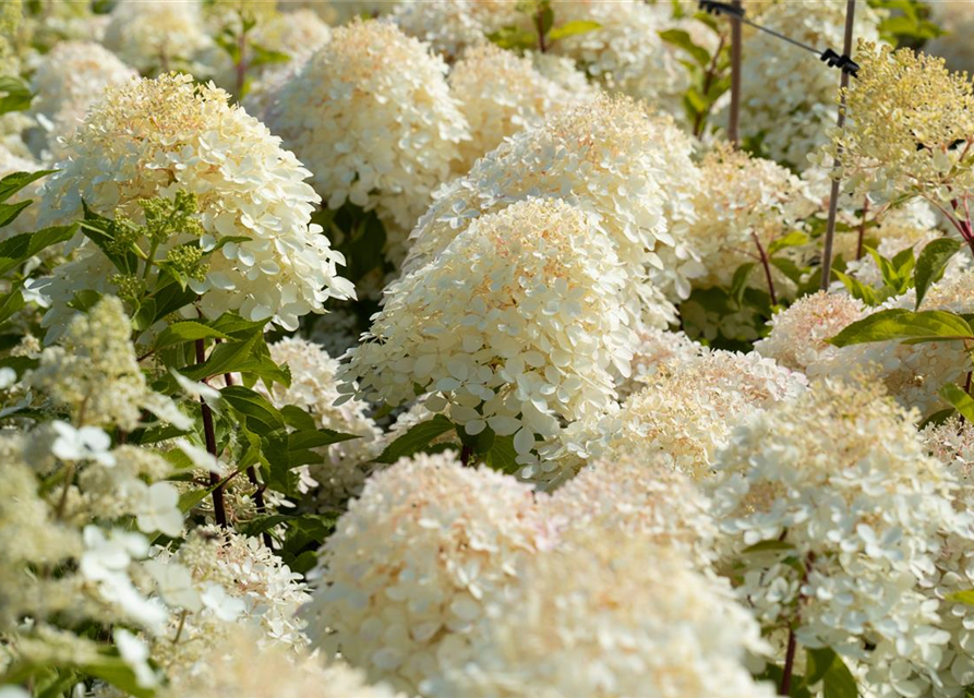 Hydrangea paniculata 'Phantom'