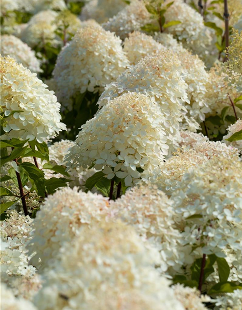 Hydrangea paniculata 'Phantom'