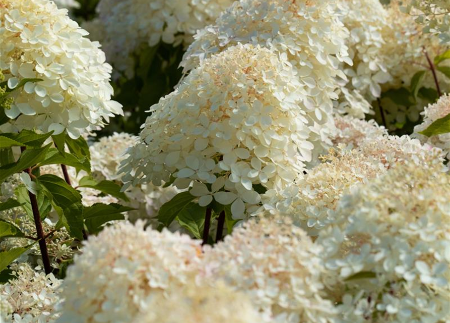 Hydrangea paniculata 'Phantom'