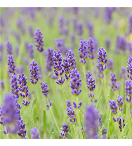 Lavandula angustifolia 'Hidcote'