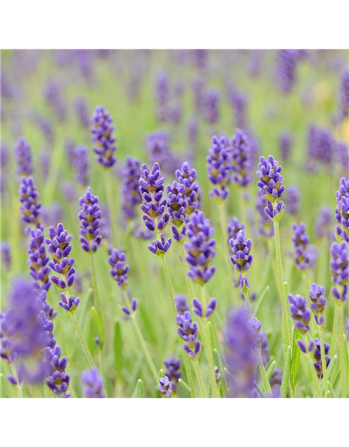 Lavandula angustifolia 'Hidcote'