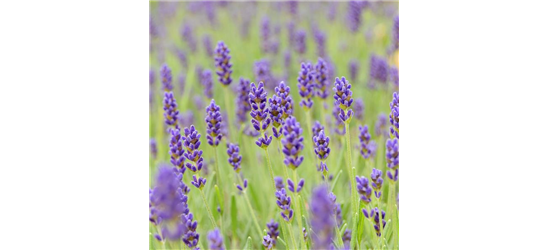 Lavandula angustifolia 'Hidcote'