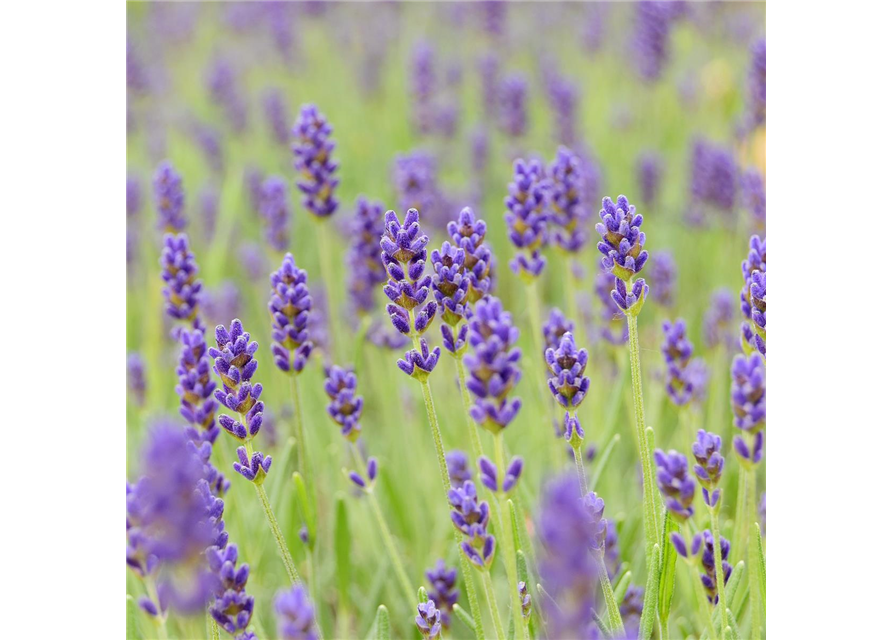 Lavandula angustifolia 'Hidcote'