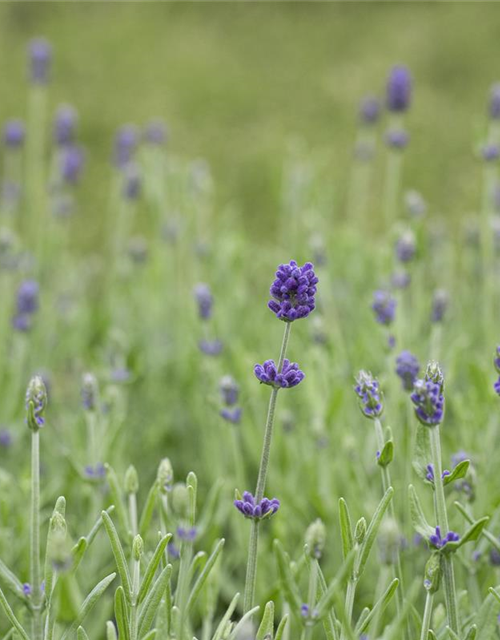 Lavandula angustifolia 'Hidcote'