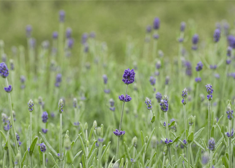 Lavandula angustifolia 'Hidcote'