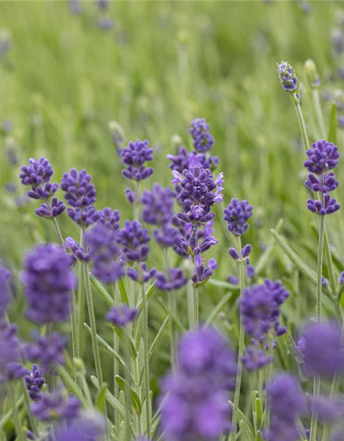 Lavandula angustifolia 'Hidcote'