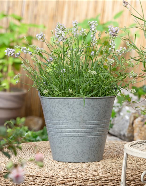 Lavandula angustifolia 'Hidcote'