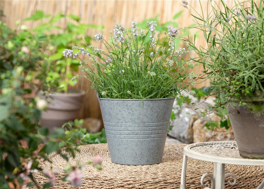 Lavandula angustifolia 'Hidcote'