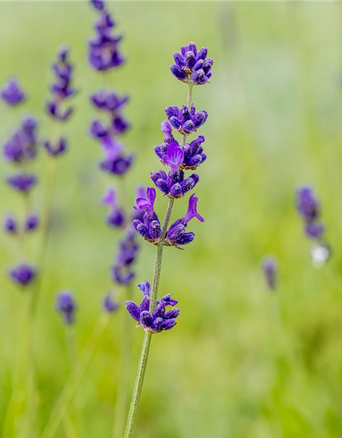 Lavandula angustifolia 'Hidcote'