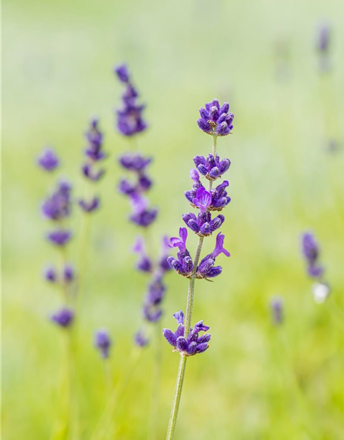 Lavandula angustifolia 'Hidcote'