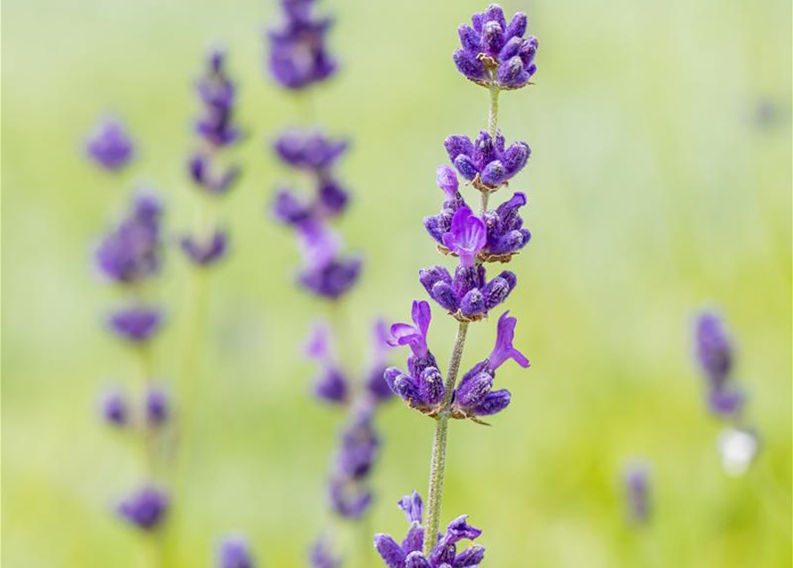 Lavandula angustifolia 'Hidcote'