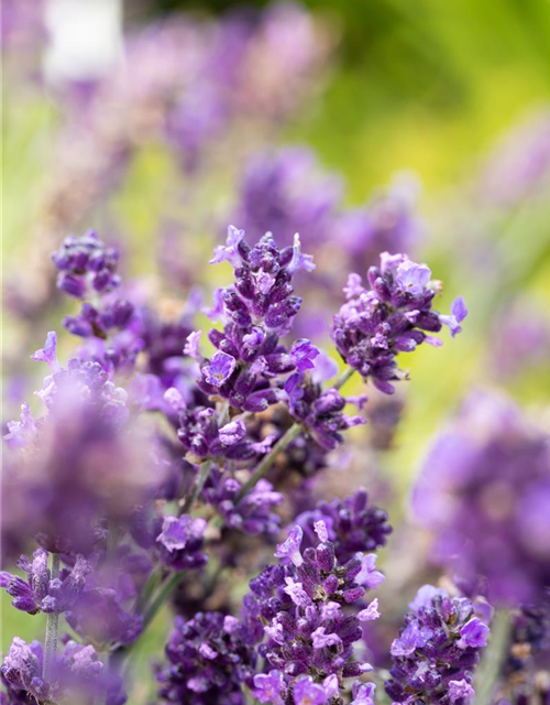 Lavandula angustifolia 'Hidcote'