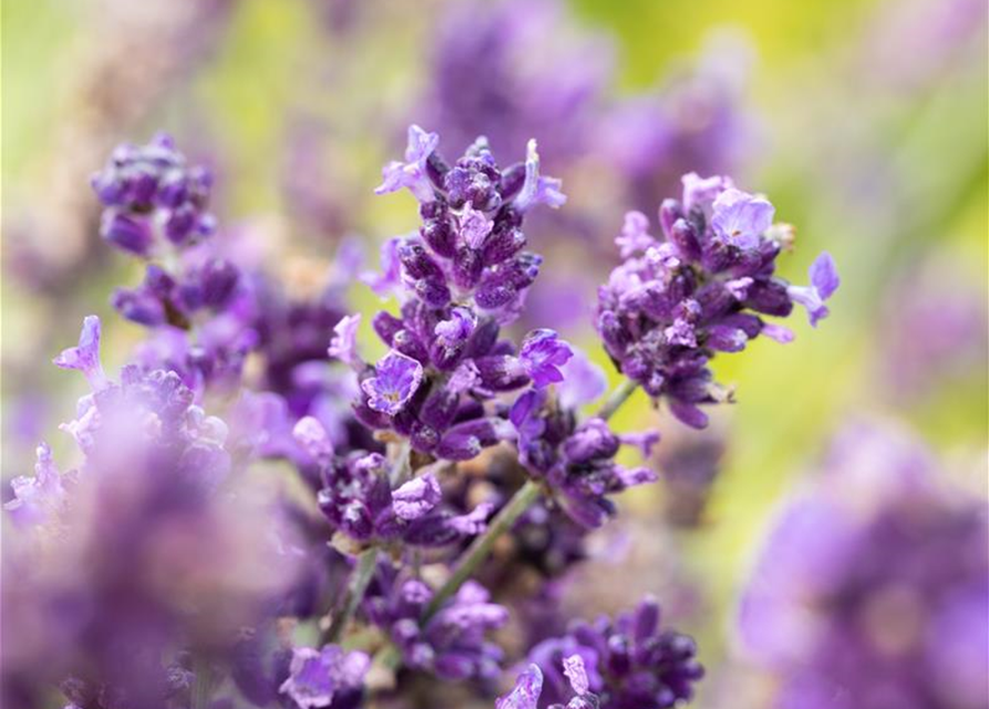 Lavandula angustifolia 'Hidcote'