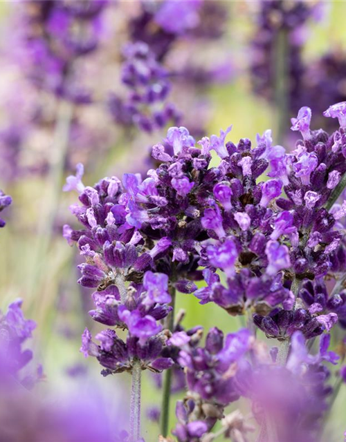 Lavandula angustifolia 'Hidcote'