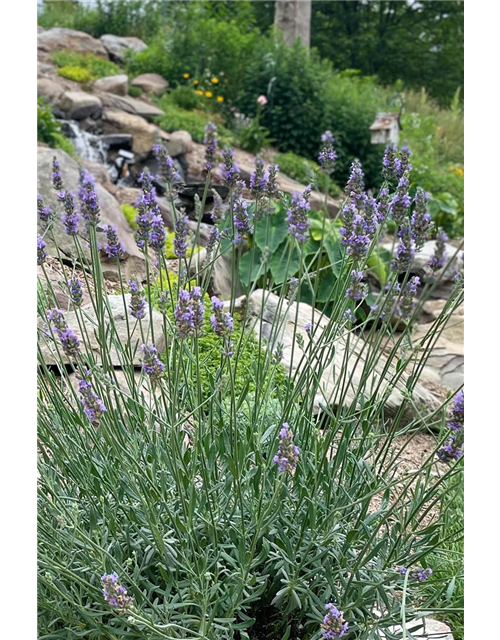 Lavandula x 'Sensational!' ®