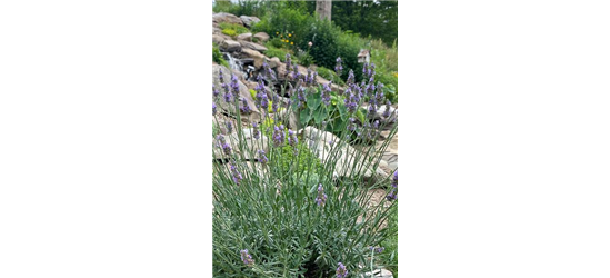 Lavandula x 'Sensational!' ®