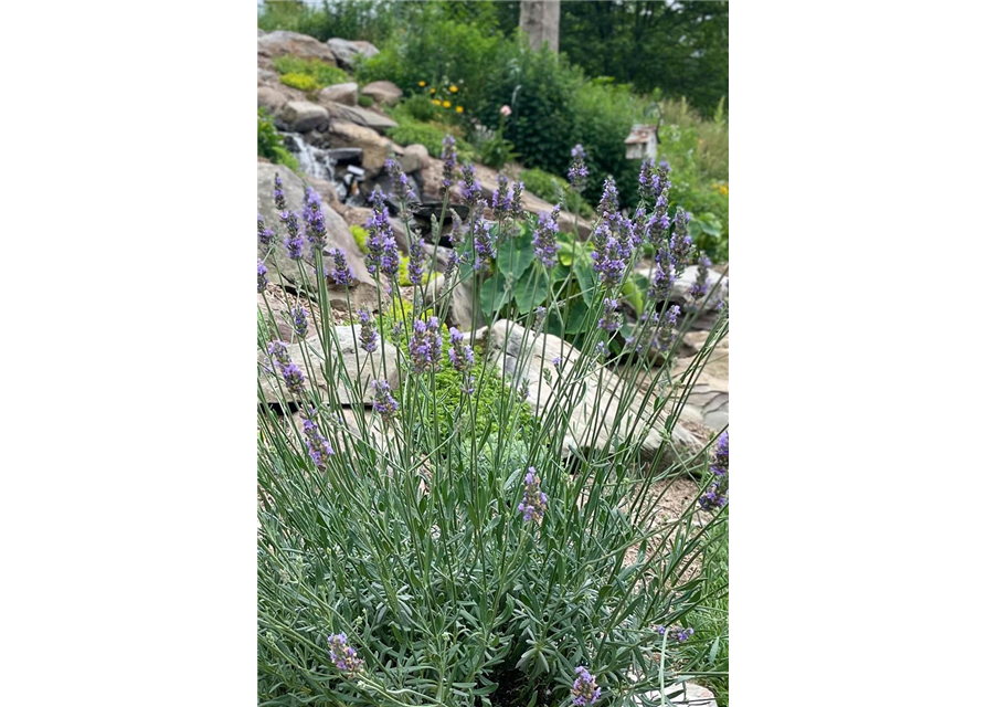 Lavandula x 'Sensational!' ®