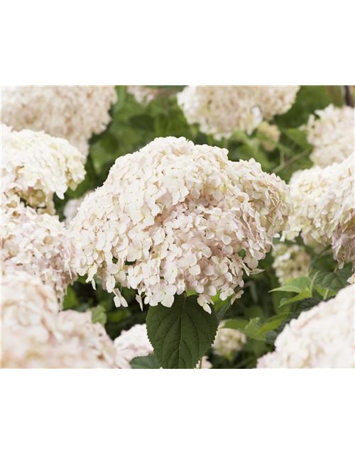 Ballhortensie 'Candybelle® Marshmallow'