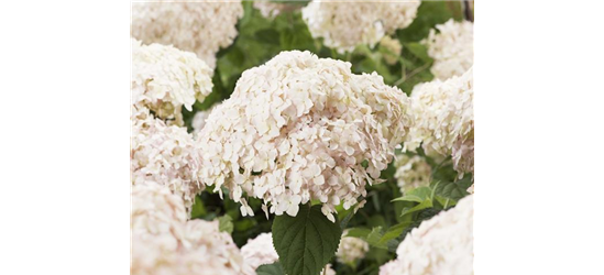 Ballhortensie 'Candybelle® Marshmallow'