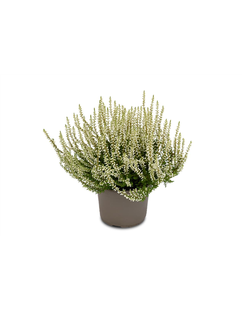 Calluna vulgaris Gardengirls® weiß