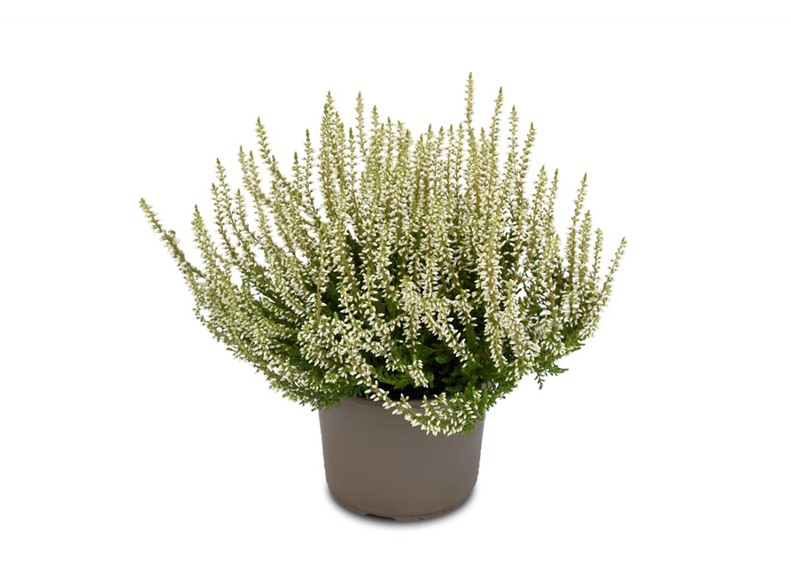 Calluna vulgaris Gardengirls® weiß