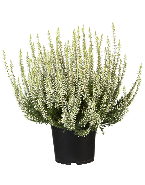 Calluna vulgaris Gardengirls® weiß