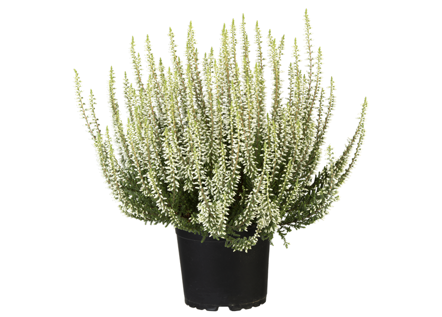 Calluna vulgaris Gardengirls® weiß