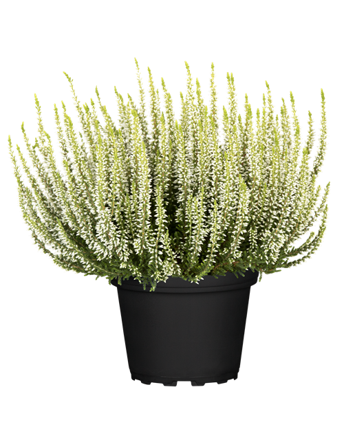 Calluna vulgaris Gardengirls® weiß