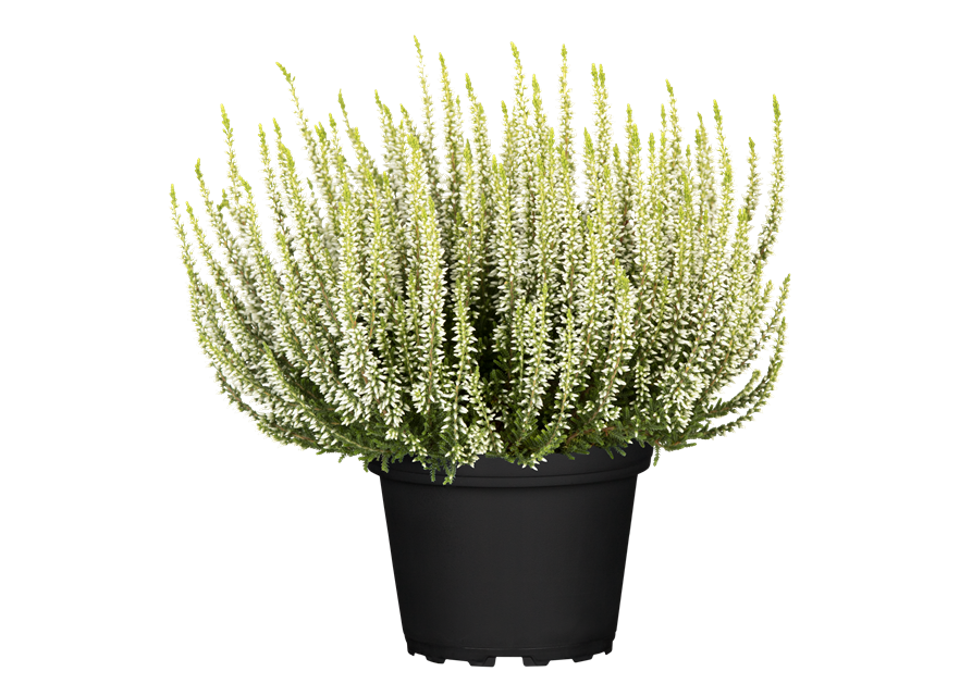 Calluna vulgaris Gardengirls® weiß