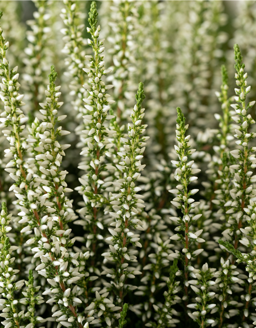 Calluna vulgaris Gardengirls® weiß