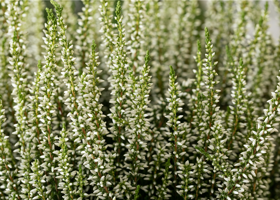 Calluna vulgaris Gardengirls® weiß