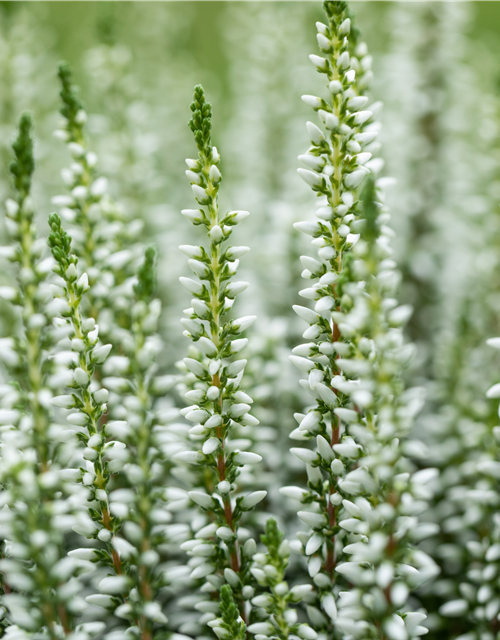 Calluna vulgaris Gardengirls® weiß