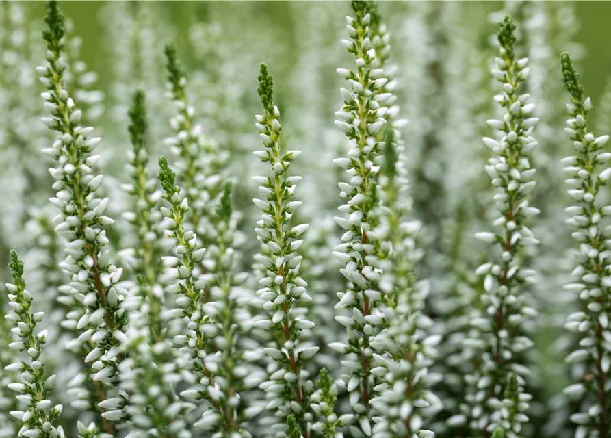 Calluna vulgaris Gardengirls® weiß